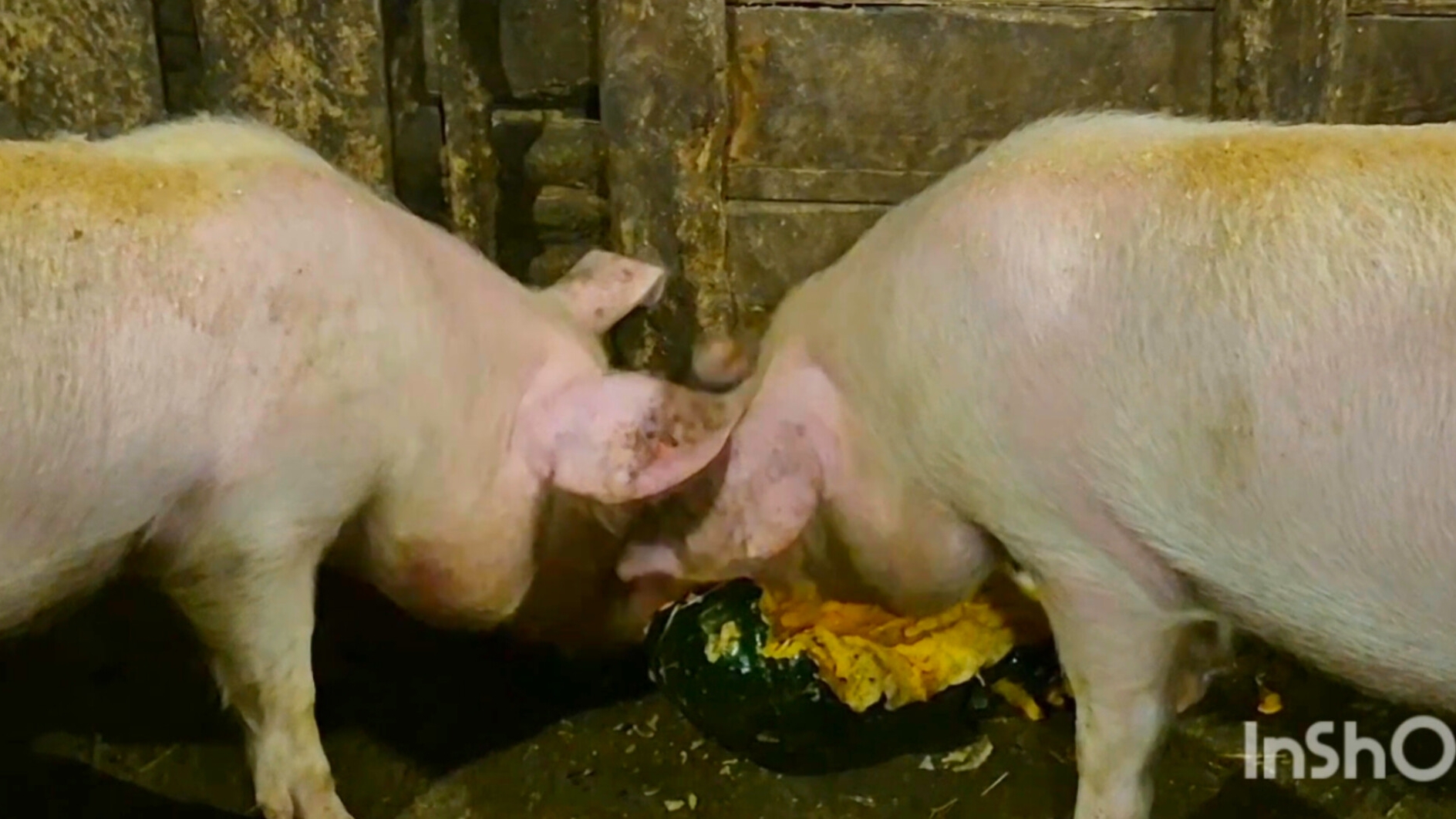 Домик у Болота Деревня и наша жизнь за городом,Влог, смотреть онлайн