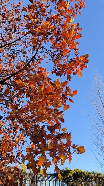 💥🍁 ОСЕНЬ. НОЯБРЬ. ВЗРЫВ ЦВЕТА: ЗОЛОТАЯ ЛИХОРАДКА! #alextoorich_vlog #осеньзолотая #назакате смотреть онлайн