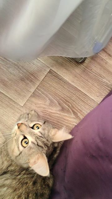 Это мой кот Пакито и моя кошечка Маруся смотреть онлайн