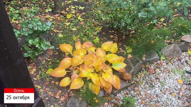 А-ля сад! Дневник наблюдений. Часть тринадцатая. смотреть онлайн