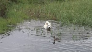 Вот дура - собака...!