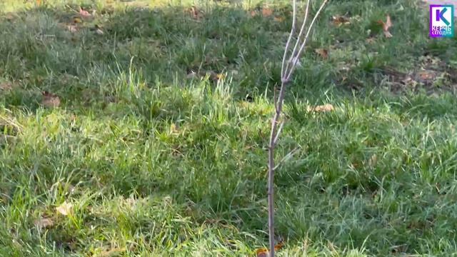 Керченские розарии готовят к зиме смотреть онлайн