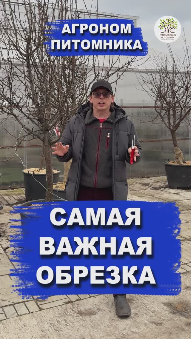 Санитарная обрезка смотреть онлайн