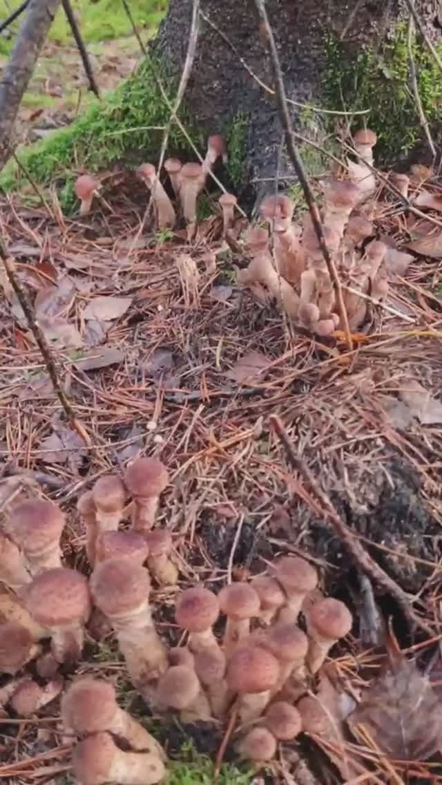 ГРИБЫ ПОШЛИ. Осенний опенок со всех сторон. ШОК. грибы полянами смотреть онлайн