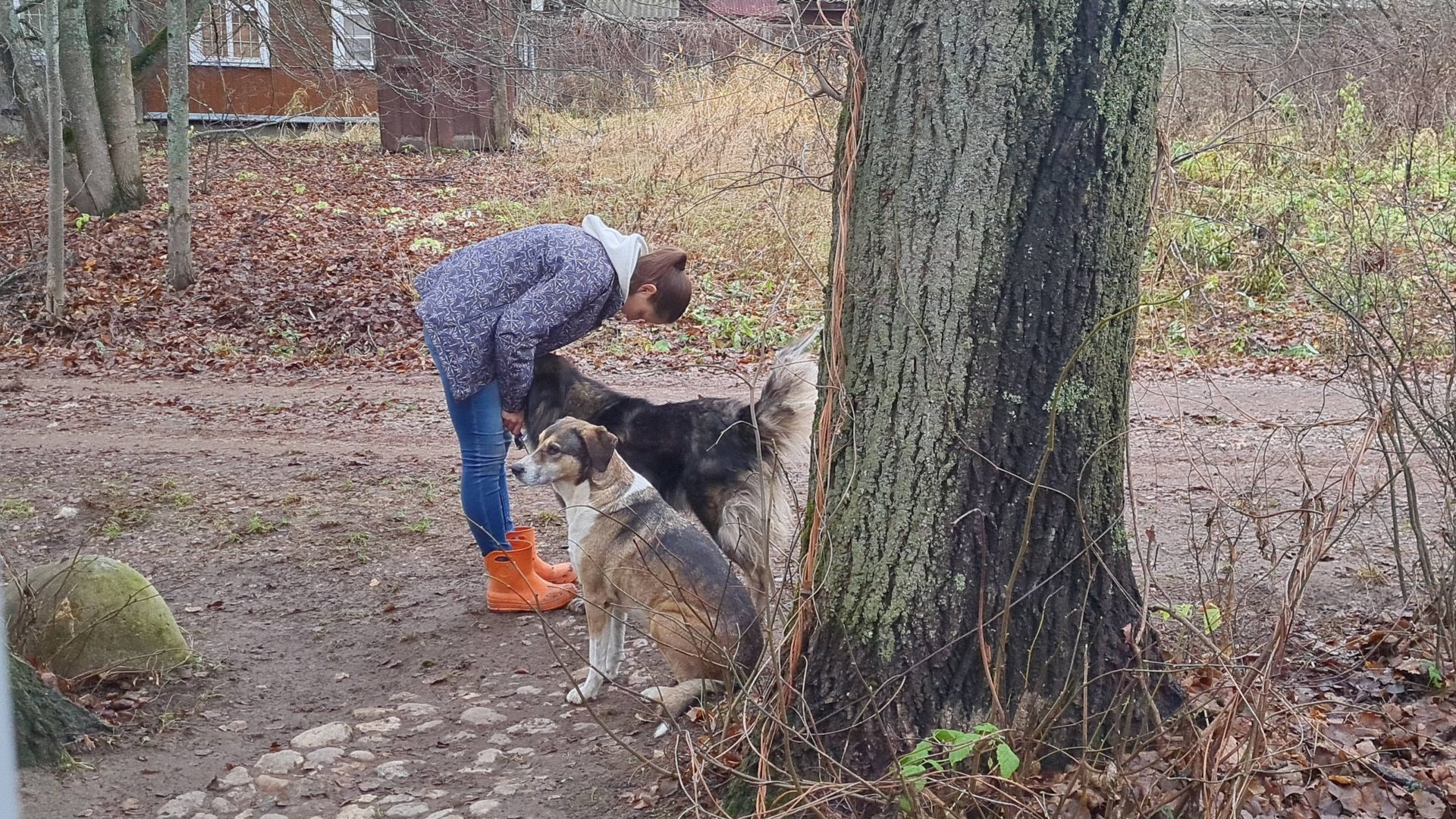 Хвостатые помощники, пушистый пёс и сюрпризы от берёзы смотреть онлайн