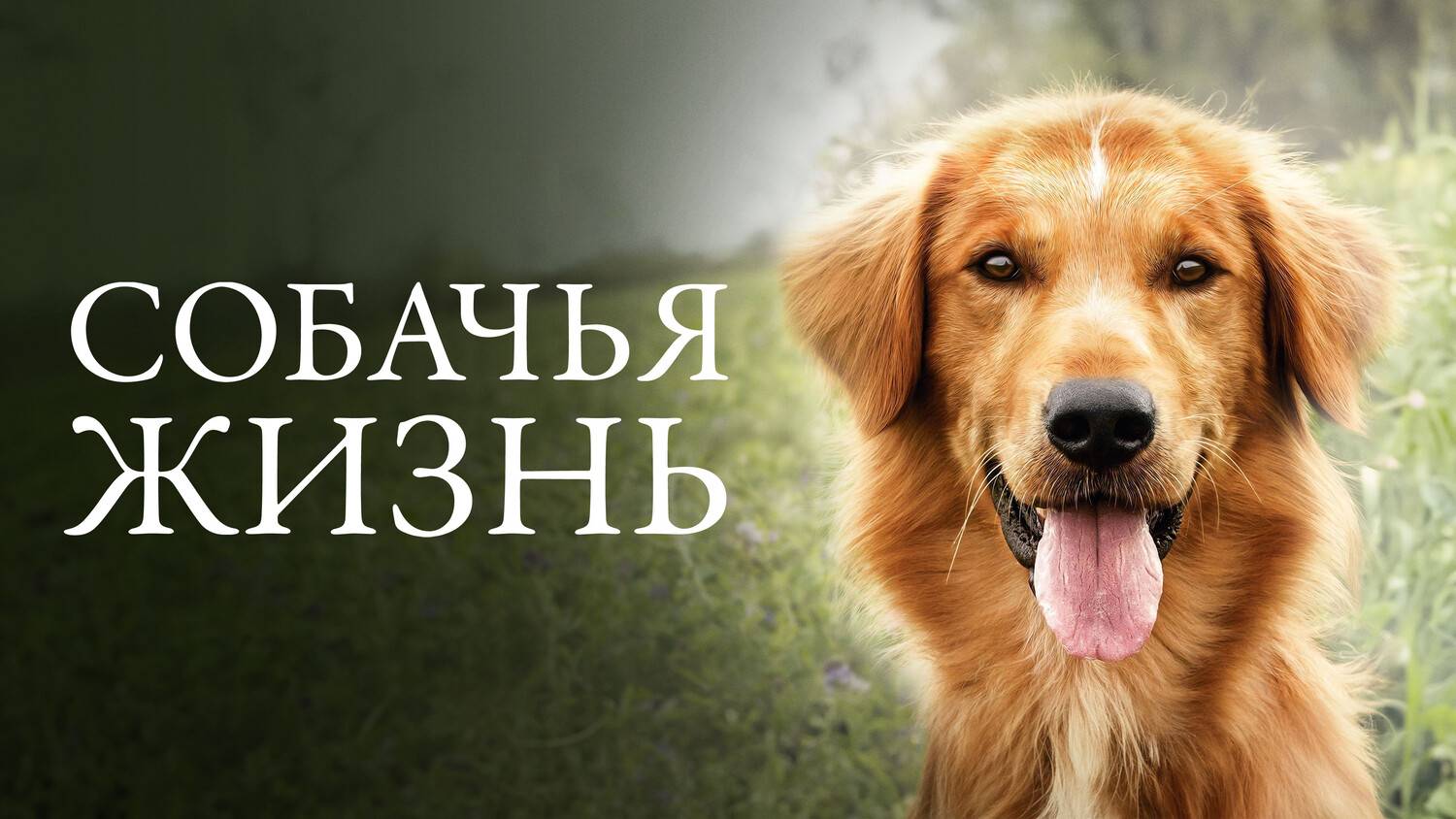 СОБАЧЬЯ ЖИЗНЬ