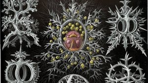 ПСИХИКА-Теория психики     Алгоритмизуемость     Солнечники  Самовозникаемая Первожизнь