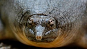 Эта странная черепаха не боится даже Аллигатора - МЯГКОТЕЛ!