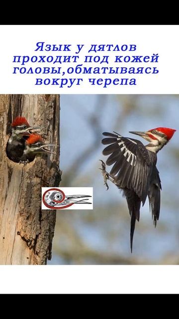 Про Дятла