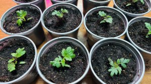 🌱ОГОРОД НА ПОДОКОННИКЕ!! Сделайте так с Томатами и шикарная корневая обеспечена!