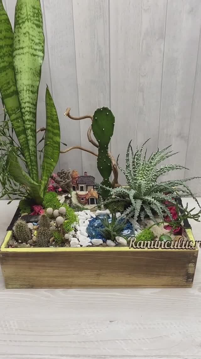 Композиция из кактусов и суккулентов в деревянном кашпо смотреть онлайн