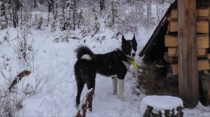 В ночь за собакой. Взвожу путики.