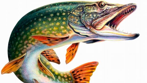 За щукой на платник