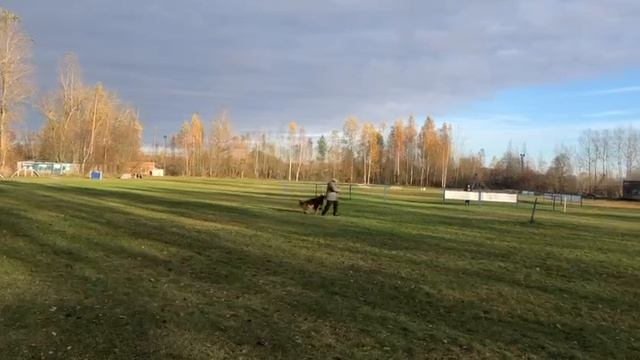 1. выражено/перв ТАЛАНТЭЛ ВОЛАНД (Maximus v. Bierstadter Hof – Голдвинд Фридерайк Ингиборга Абигаль смотреть онлайн