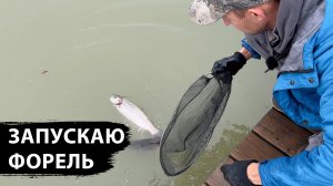Запускаю 30кг форели в пруд на даче