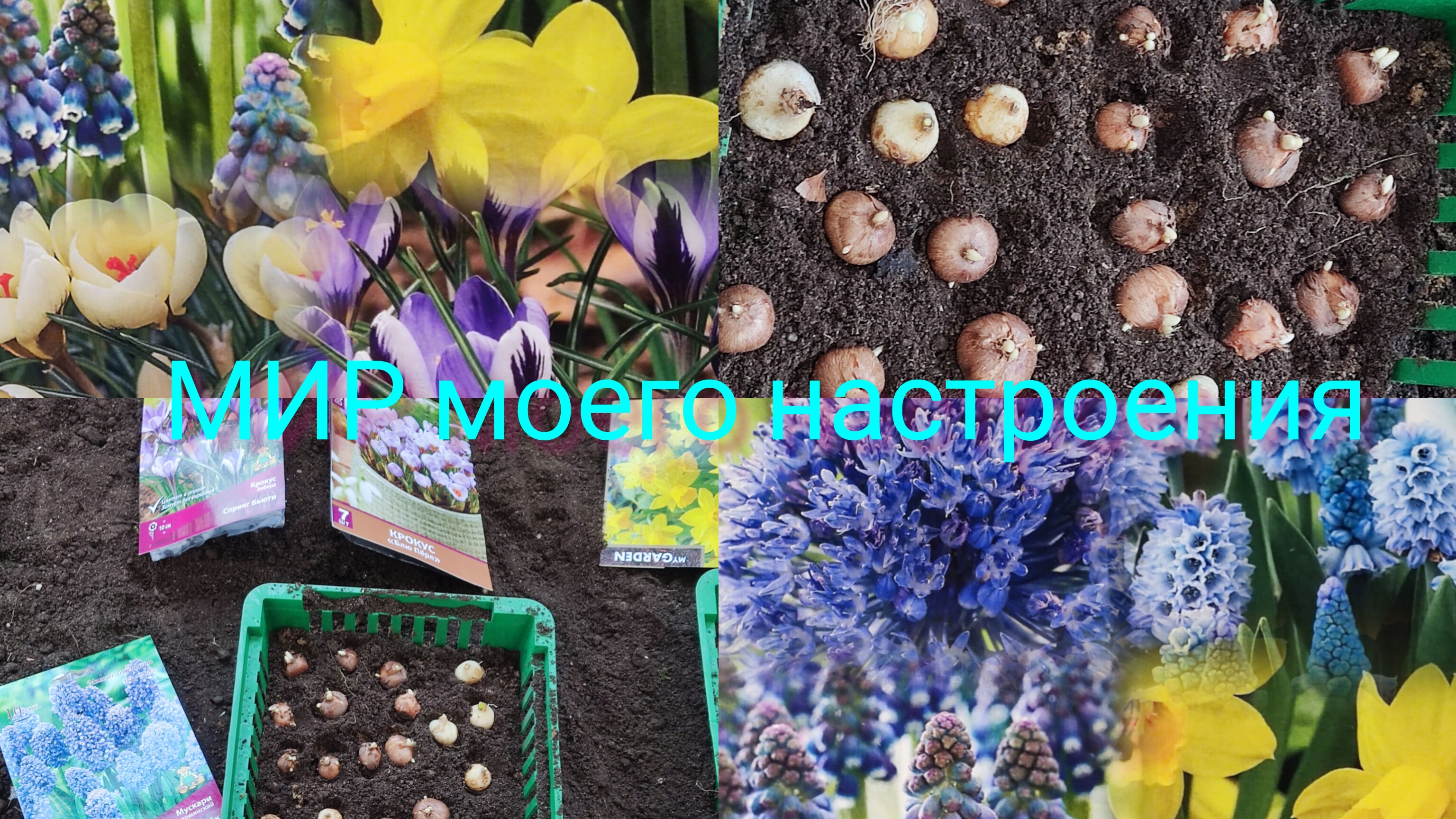 04.11.25 Дача Выборг.Новая композиция с первоцветами на весну.Первая цветочная клумба,часть 1. смотреть онлайн