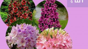 Покупка лилий на Валберис