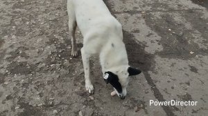 Не бросайте животных,умоляю