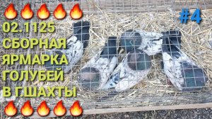 🔥🔥🔥 02.11.25 Птичий рынок. Сборная ярмарка голубей в г.Шахты. Часть 4. Николаевские голуби.