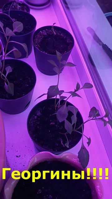 Барсик и синички. Фитолампы и розы смотреть онлайн