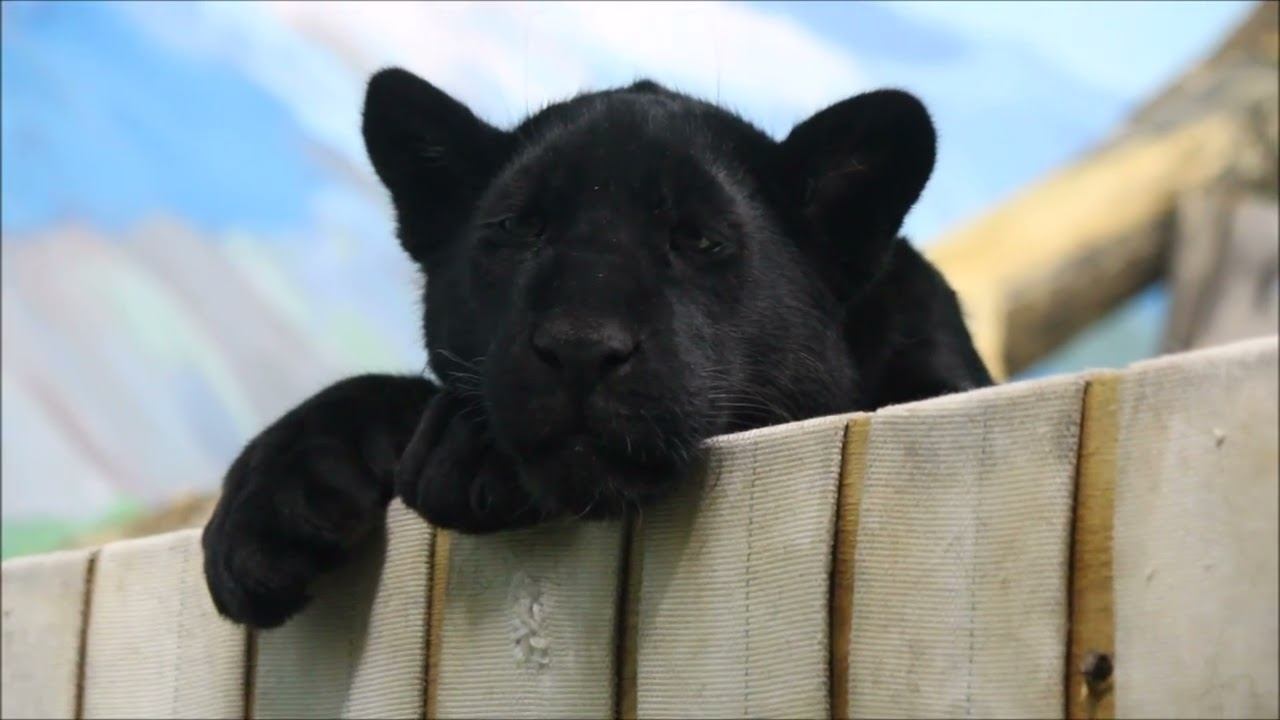 Ягуары. Порги, Белла и новенький малыш ягуар 05.11.2025 смотреть онлайн