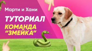 КОМАНДА ЗМЕЙКА / ТУТОРИАЛ ОБУЧЕНИЯ / УЧУ ЛАБРАДОРОВ МАРТИ И ХАНИ НОВОЙ КОМАНДЕ
