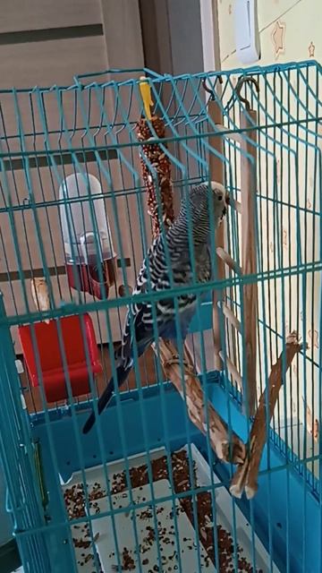 Учу говорить волнистого попугая #красноярск смотреть онлайн