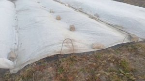 При каких температурах и каким укрывным материалом укрывать клубнику