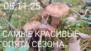 🍄 ВОТ и НАМ повезло, г. Брянск, пос. Свень, 05.11.25.