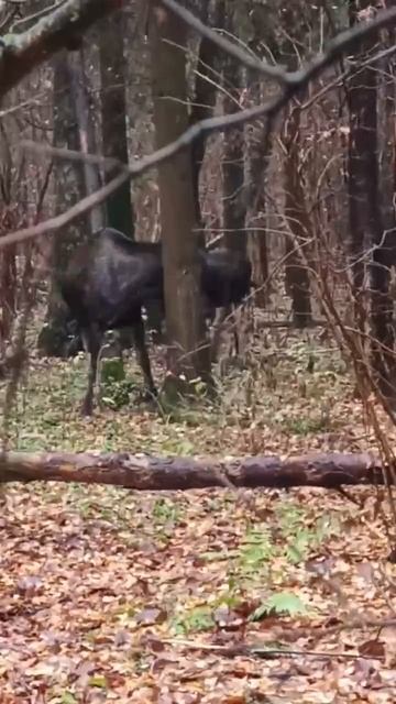В лесу возле ЖК «Измайловский лес» местные жители встретили лосей. смотреть онлайн