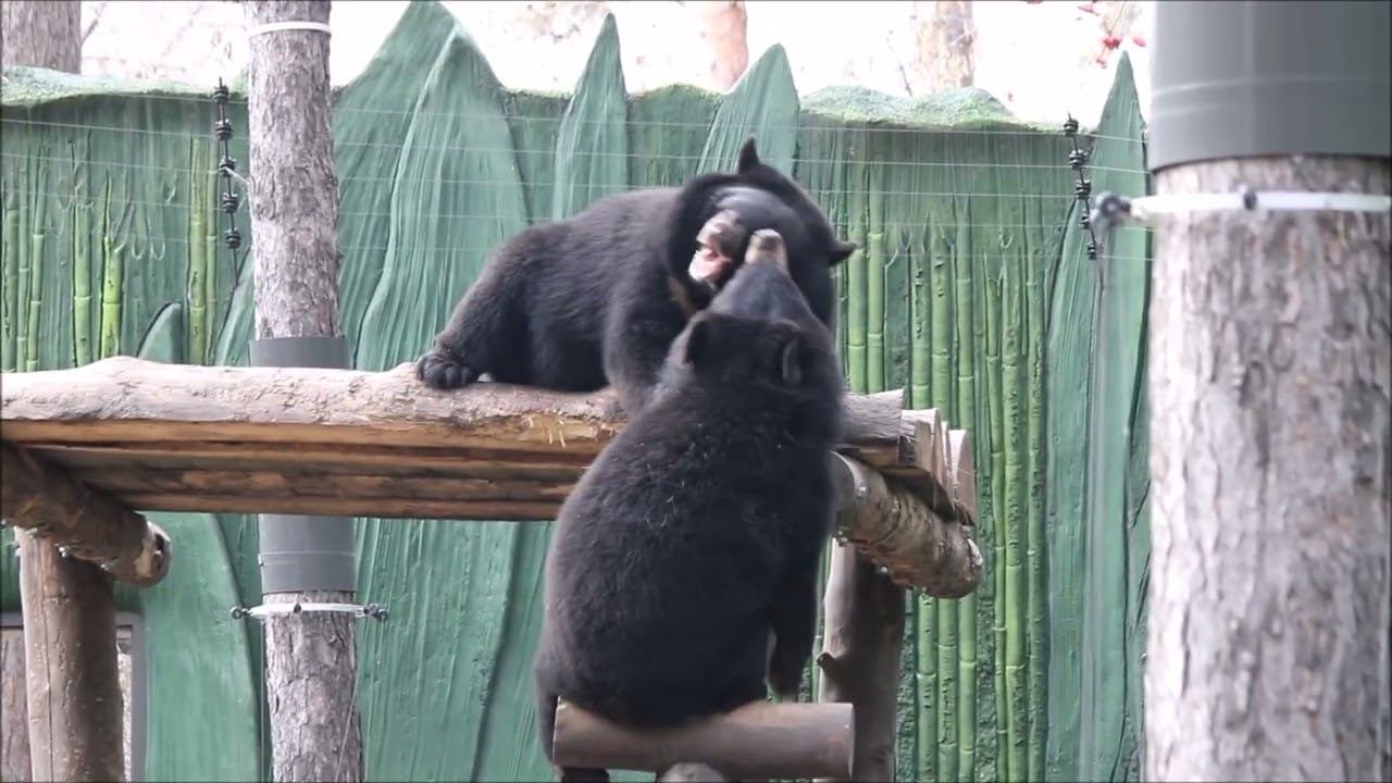 Уссурийские белогрудые медвежата. Поцелуйчики у Фимы и Дуси 30.10.2025 смотреть онлайн