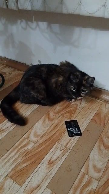 Иди в магазин, когда кошка не хочет есть домашнюю еду смотреть онлайн