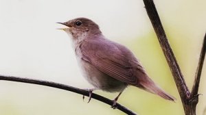 Звуки природы. Лес. Птицы. Трель соловья, пение птиц, звук реки