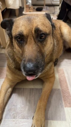 БАРИН ) ЯБЛОКО ЖЕЛАЕТ !!!