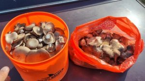 Тихая охота.