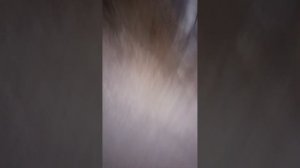 вот тупые дуры!