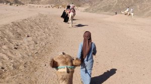 Отдых в Хургаде 🇪🇬 Аквапарк, пустыня и верблюды!