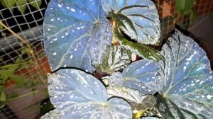 Бегония ЖУСт - Индиго. Новинка 2025. Селекционер - Степан Бобров (Воронеж)