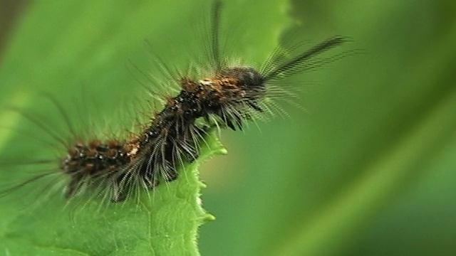 Доминутки ))) "Фотосессия"