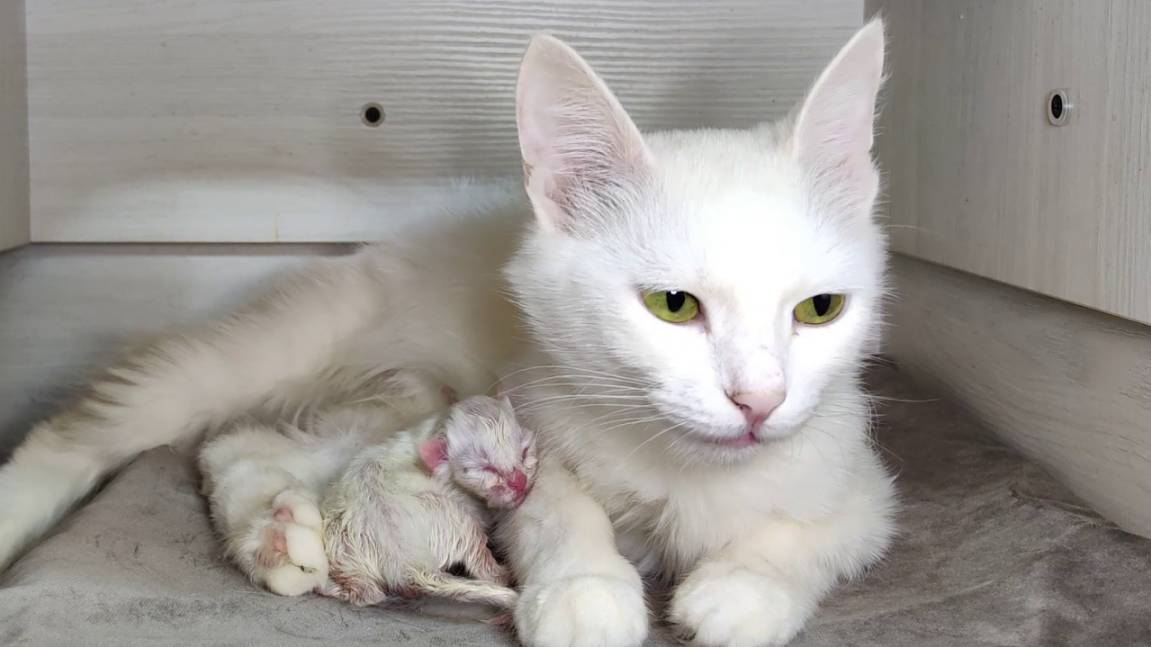 Новорожденный котёнок мяукает. Белому котёнку было два дня. Часть 1