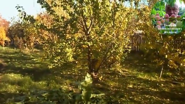 4. Видеоуроки В. Железова №3. ''О хорошем и плохом в саду!'' смотреть онлайн