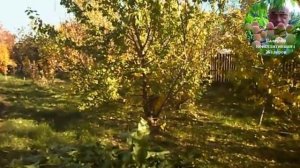 4. Видеоуроки В. Железова №3. ''О хорошем и плохом в саду!''