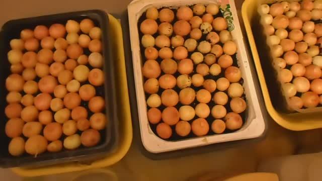 ОБЖОР МОЛОЧНЫЙ ШОКОЛАД АЛЁНКА С ФУНДУКОМ И ИЗЮМОМ смотреть онлайн