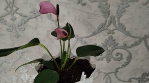 Игра .. Финансовая рулетка 😏и новые категории . Покупки из конвертиков 😍.