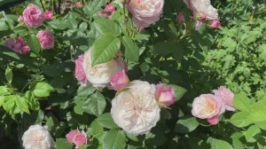 Роза Констанс, остинка.