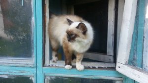 Сиротка Муся