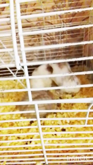 Хомяки дерутся🐹🌪️🐹 часть 2 Лиля с хомяками🐹🐹