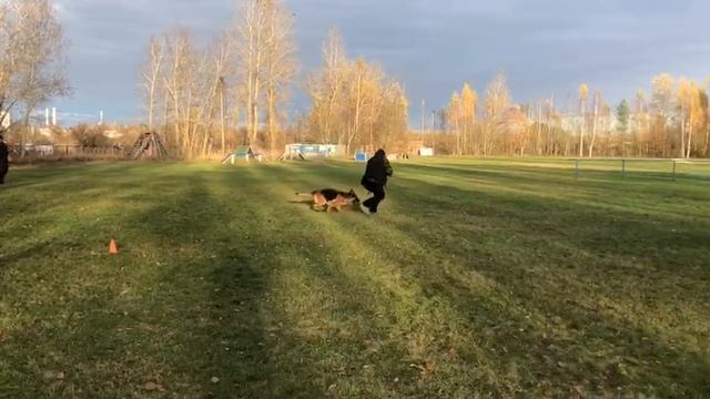 6. выражено/перв GERMIONA W. NATI KIRSHEN (Timaro v. Frosten – Кассандра Супер Агент) смотреть онлайн