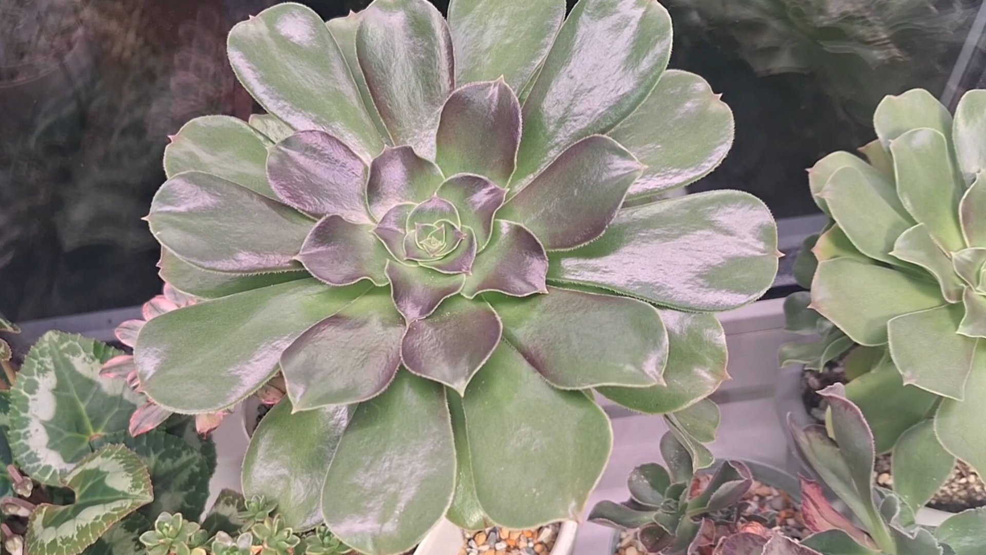 Растения, которые могут выжить на холодном подоконнике смотреть онлайн