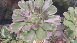 Растения, которые могут выжить на холодном подоконнике